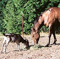 House sitters who care